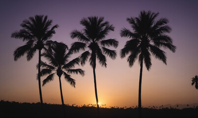 Obraz premium Palm trees stand tall against a vibrant sunset, creating a picturesque scene