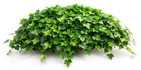 Naklejka premium A lush ivy plant against a pristine white background enhances natural imagery, exuding freshness and tranquility,