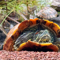 Red Ear Slider Turtle with Pond and Pebbles Background