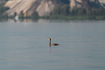 Great cormorant - Phalacrocorax carbo, black shag, Great black cormorant swimming with heap of phosphogypsum of the chemical plant in Police in background. Photo from Szczecin Lagoon in Poland.	