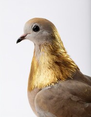 DOVE WITH GOLDEN FEATHER ON WHITE BACKGROUND