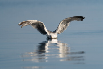 European herring gull - Larus argentatus with spread wings with landing on blue calm water. Photo...