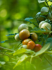 Bajaja tomato variety