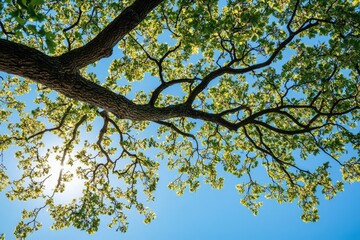 Obraz premium Vibrant green leaves and branches against a clear blue sky
