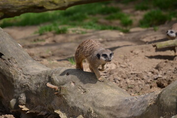 Meerkat posing closeup grey brown fur