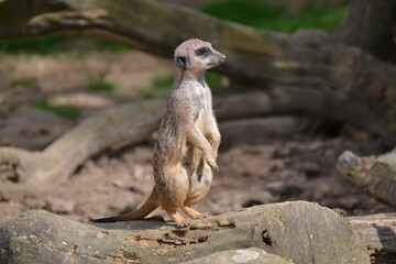 Meerkat posing closeup grey brown fur