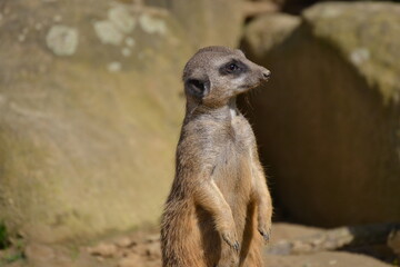 Meerkat posing closeup grey brown fur