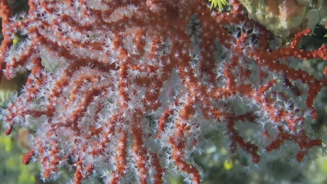 Extreme close-up still shot of red coral, emphasizing its vibrant red hue and detailed texture. Rare and precious Mediterranean specie. Check my portfolio for more Red Coral footage.