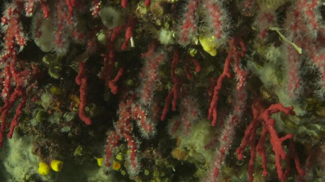 Close-up of red coral branches as the camera moves, showcasing their intricate structure and vibrant color. Filmed underwater, highlighting the rare coral species. Check my portfolio for more coral fo