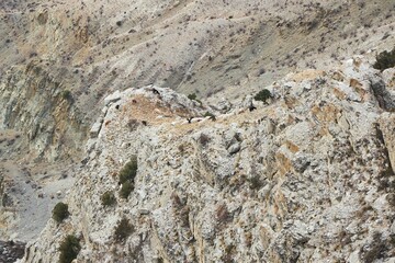 A herd of mountain goats on a steep cliff