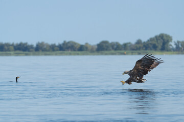 White tailed eagle - haliaeetus albicilla - in flight to catch fish with spread wings with blue water in background. photo from szczecin lagoon in Poland. Copy space on left side.