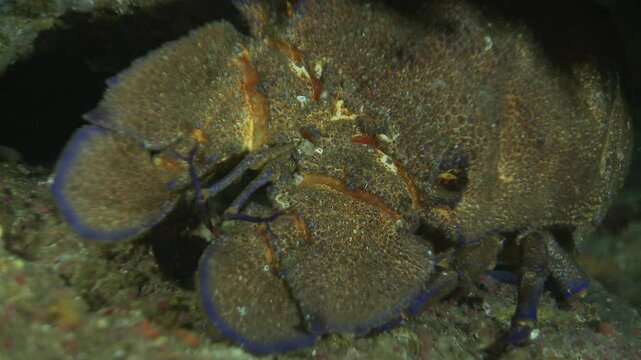 A close-up front-facing view of a slipper lobster (Scyllaridae) in front of the reef, highlighting its unique features as a crustacean and decapod. Check my portfolio for more marine life footage.