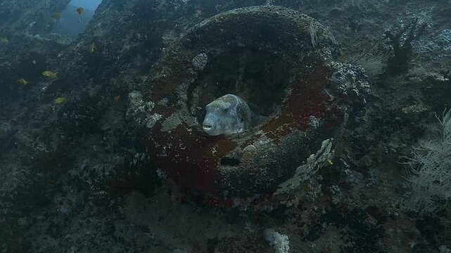A zoom on a starry pufferfish (Arothron stellatus) hiding in a concretion-covered tire, then swimming away gracefully. Check my portfolio for more pufferfish footage.