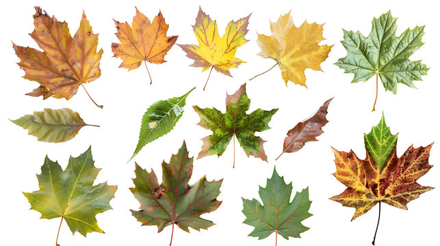 Set of multicolored autumn leaves isolated on white background