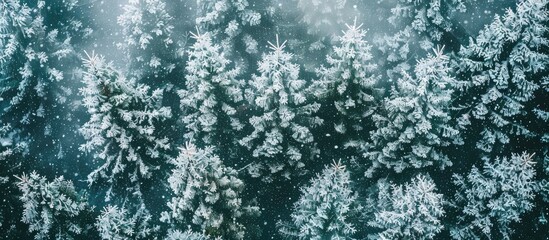 Fototapeta premium Aerial High Angle View Of Green Coniferous Forest Covered With Snow Winter Landscape With Evergreen Trees View From Above Abstract Natural Background