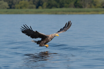 White tailed eagle - haliaeetus albicilla - in flight to catch fish with spread wings with blue water in background. photo from szczecin lagoon in Poland