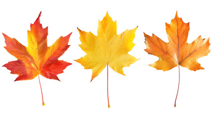 Set of multicolored autumn leaves isolated on white background