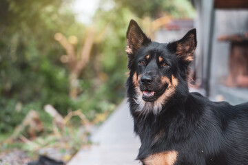 Face of A black and brown mongrel dog with pointy ears looking at something on the porch.