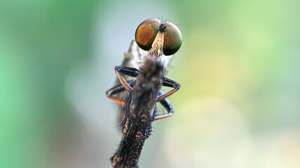 Close up of robber fly (Ommatius), macro shot of robber fly perched on a tree branch