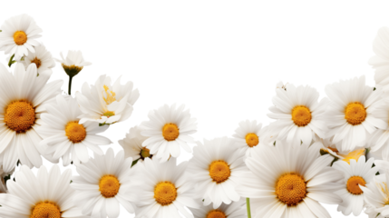 Whimsical white daisies border.