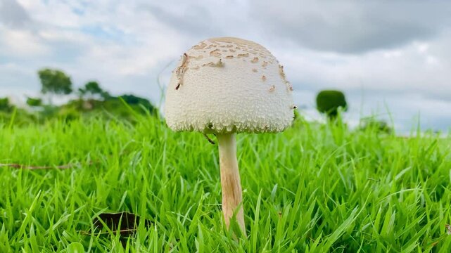mushroom in the grass