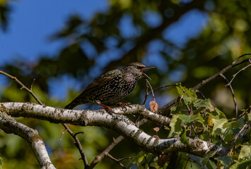 bird on a branch