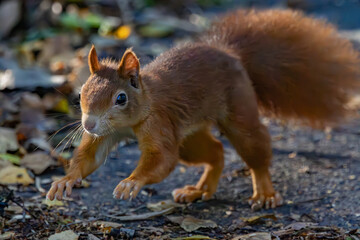 squirrel in the park