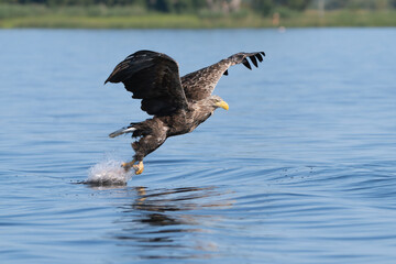 White tailed eagle - haliaeetus albicilla - in flight to catch fish hitting the water with claws with spread wings and with blue water in background. photo from Szczecin Lagoon in Poland