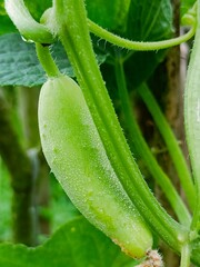 Exploring Organic Vegetables, Fruits, and Healthy Diets