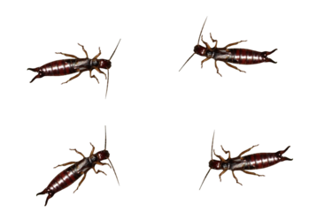 Four creeping earwigs in a huddle. On isolated transparent background.
