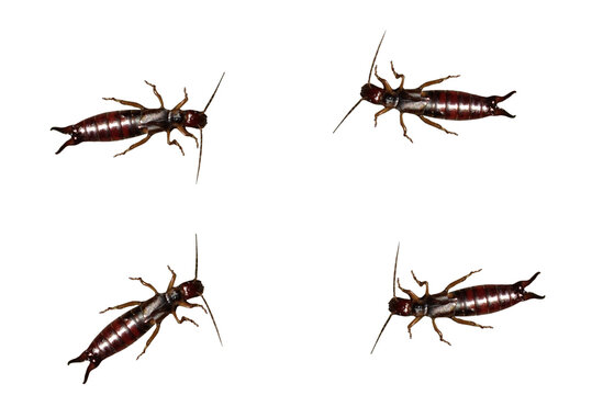 Four creeping earwigs in a huddle. On isolated transparent background.