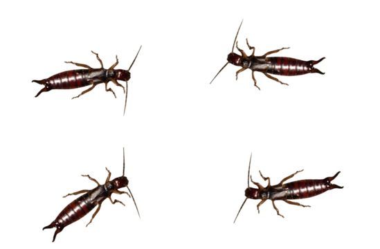 Four creeping earwigs in a huddle. On isolated transparent background.