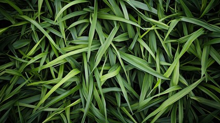 Naklejka premium Lush Green Grass Blades Close Up.