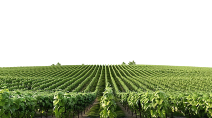 Isolated Far View of Vineyard on Transparent Background