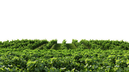 Far View of Vineyard Isolated on Transparent Background