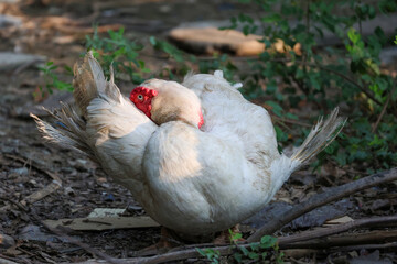 The white Muscovy Duck is hide face in wing