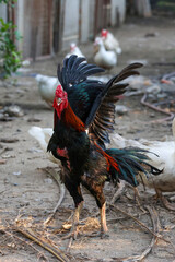 The fighting cock in garden nature farm