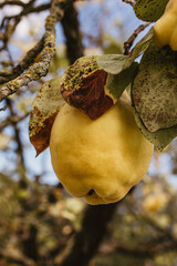 Quittenfrucht am Baum