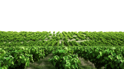 Vineyard Seen from Afar on Transparent Background