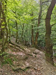 Old trees by the footpath in the forest