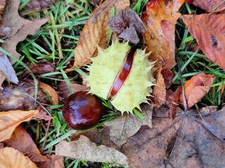 Chestnuts in the grass, autumn scene