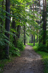 Obraz premium a path through a deep spruce forest vertical 