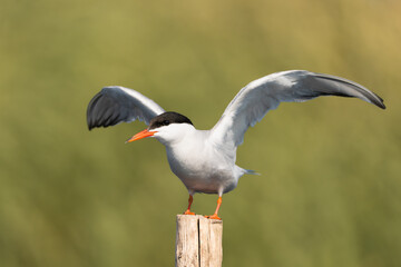 Common tern - Sterna hirundo - on stump with spread wings at green background. Photo from Szczecin...