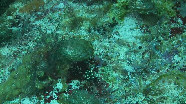 A small black boxfish with white spots swims, its fins invisible, creating a cute and playful appearance. Filmed in close-up. Check my portfolio for more boxfish footage.