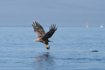 White tailed eagle - haliaeetus albicilla - in flight with spread wings with fish in claws and with navigation signs, buoyages, buoys in background. Photo from Szczecin lagoon in Poland