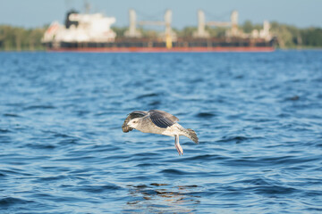 European herring gull - Larus argentatus with spread wings in flight with ship, bulk carrier in...
