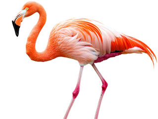 Obraz premium A vibrant flamingo elegantly standing, showcasing its stunning pink feathers against a white isolated background.