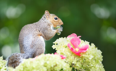 Portrait of a grey squirrel eating green hazelnut among colourful flowers