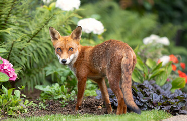 Portrait of a cute red fox cub standing in a flower garden