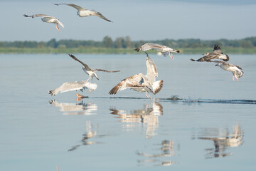 Flock of Caspian gulls - Larus cachinnans in flight with spread wings fighting for fish with blue water in background. Photo from Szczecin Lagoon in Poland.